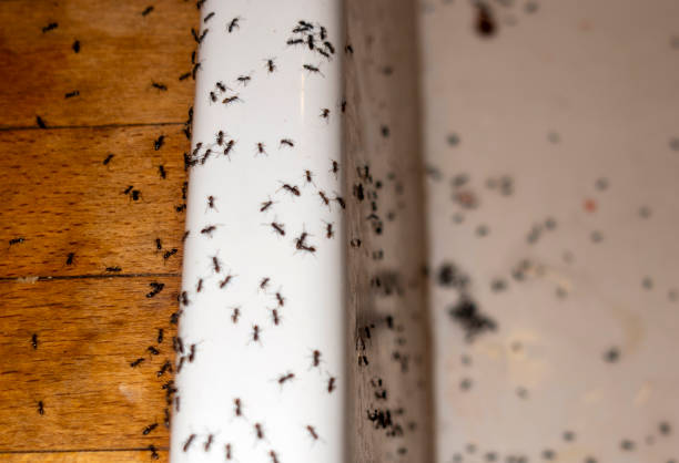 Best Local Pest Control Services  in Lowellville, OH